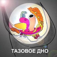 Тазовое дно